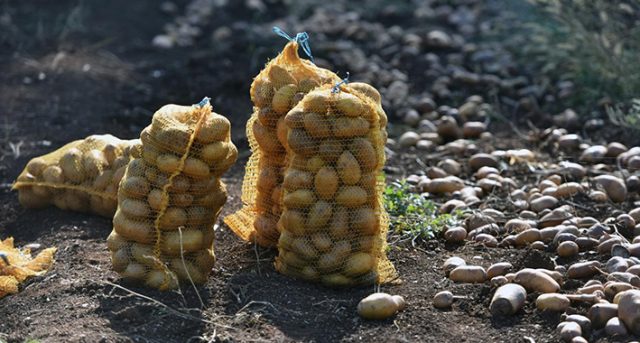 Civljane: Lijep dan stariji gospodin iskoristio za vađenje krumpira